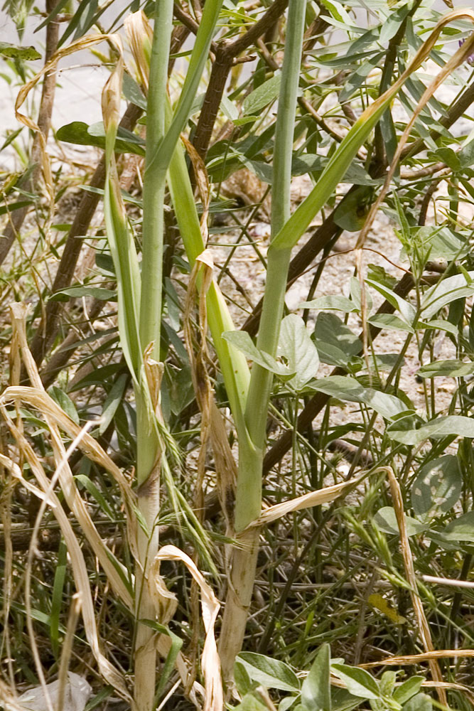 Allium ampeloprasum / Porraccio